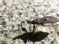 Reduviidae