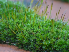 Tortula muralis muralis