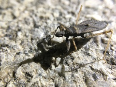 Reduviidae
