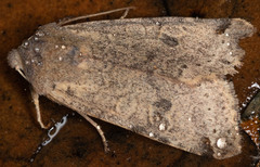 Orthosia behrensiana