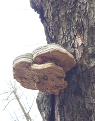 Fomes fomentarius