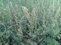 Artemisia laciniata