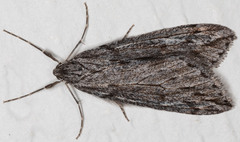 Paleacrita longiciliata