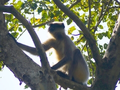 Semnopithecus hypoleucos