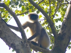 Semnopithecus hypoleucos