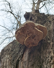 Fomes fomentarius