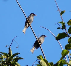 Hypsipetes ganeesa