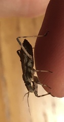 Centrocoris variegatus