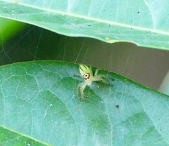 Telamonia