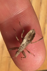 Centrocoris variegatus