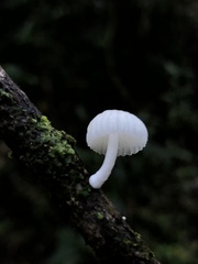 Marasmiellus