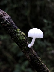 Marasmiellus