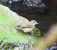 Muscicapa muttui