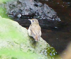 Muscicapa muttui