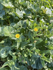 Calendula arvensis