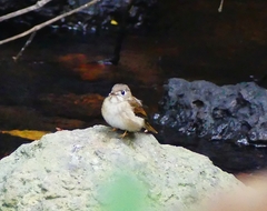 Muscicapa muttui