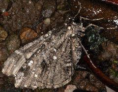 Stamnodes albiapicata