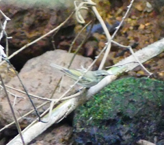 Phylloscopus tytleri