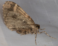 Stamnodes albiapicata