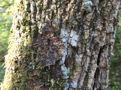 Lecanora appalachensis