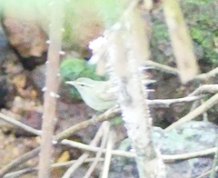 Phylloscopus tytleri