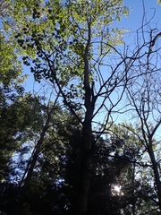 Populus