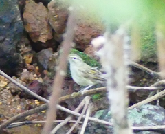 Phylloscopus tytleri