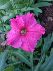 Petunia integrifolia