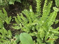Anemia vestita