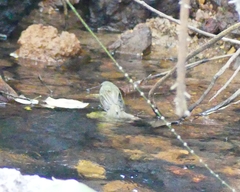 Phylloscopus tytleri