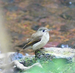 Muscicapa muttui