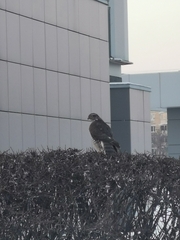 Accipiter nisus