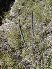 Peniocereus viperinus