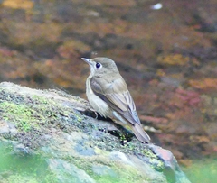 Muscicapa muttui