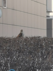 Accipiter nisus