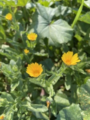 Calendula arvensis