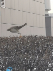 Accipiter nisus