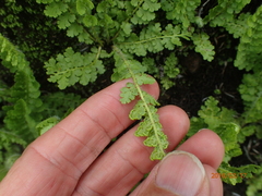 Anemia vestita
