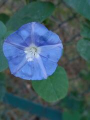 Jacquemontia pentanthos