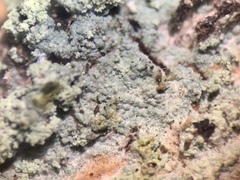 Lecanora appalachensis