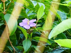 Melastoma malabathricum