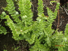 Anemia vestita