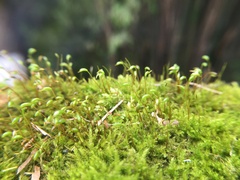Amblystegium