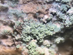 Lecanora appalachensis