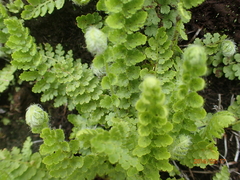 Anemia vestita