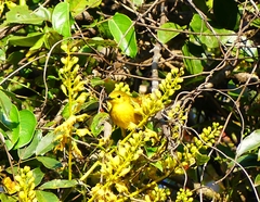 Iole indica