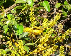 Iole indica
