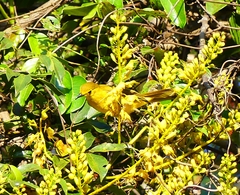 Iole indica