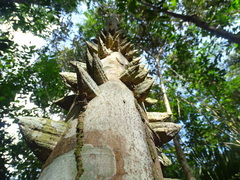 Zanthoxylum setulosum