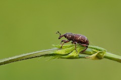 Hylobius transversovittatus